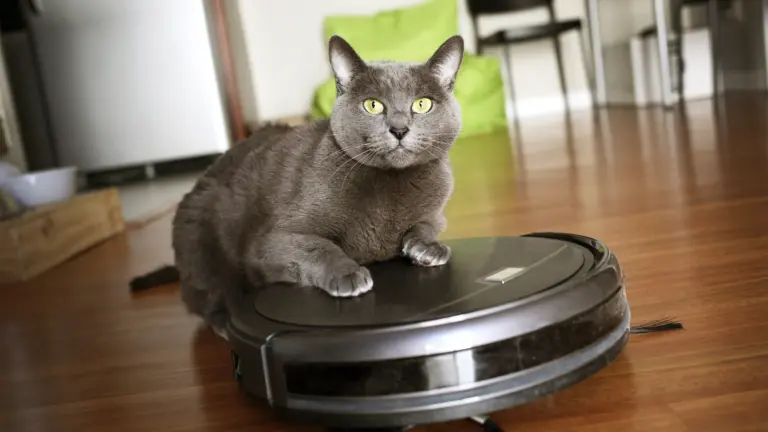 evcil hayvan sahipleri için en iyi robot süpürge modelleri
